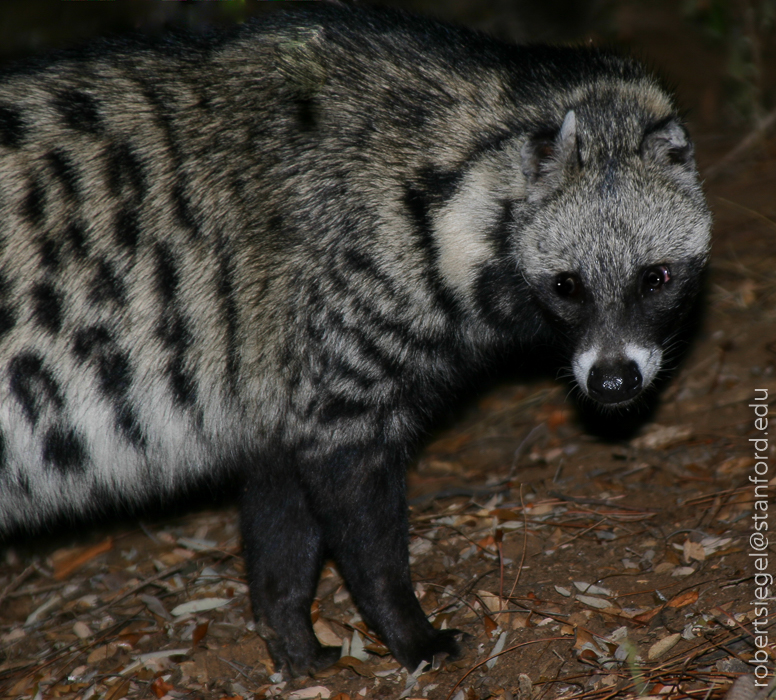 african civet